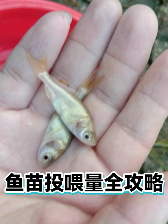 鱼苗投喂量全攻略（图1）