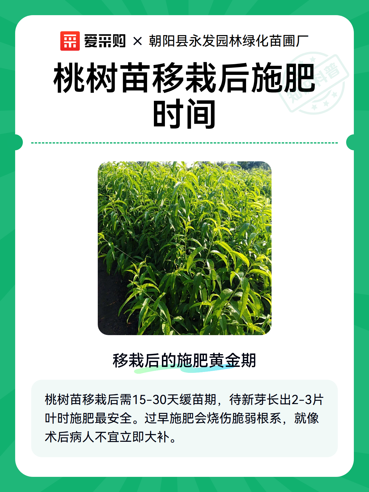 桃树苗移栽后施肥时间（图2）