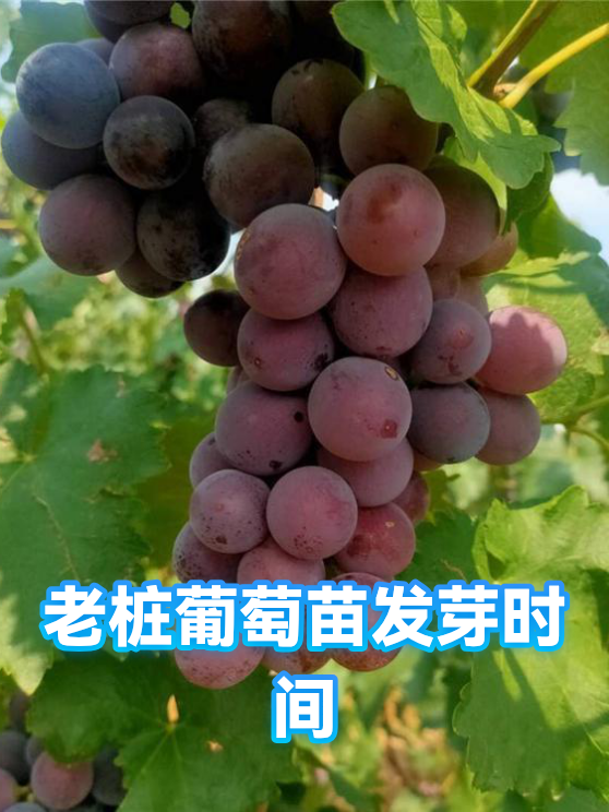 老桩葡萄苗发芽时间（图1）