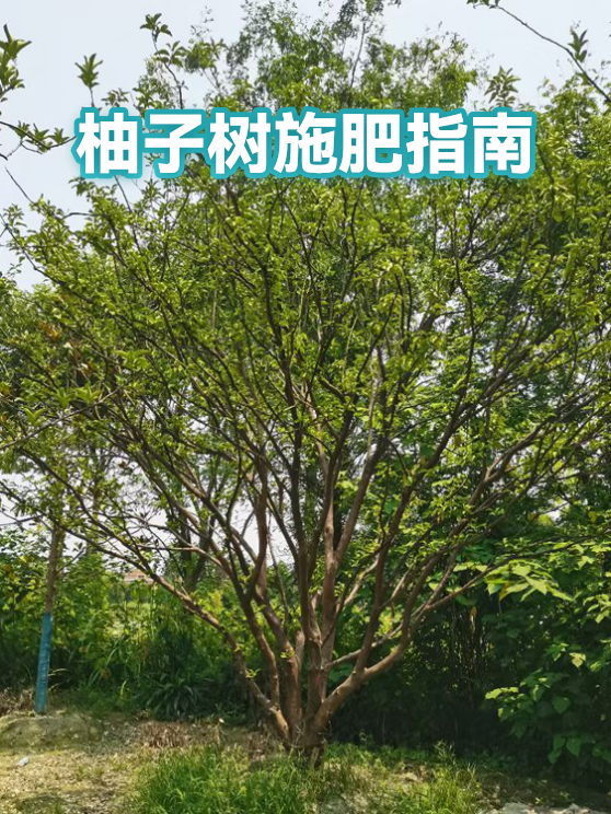 柚子树施肥指南（图1）