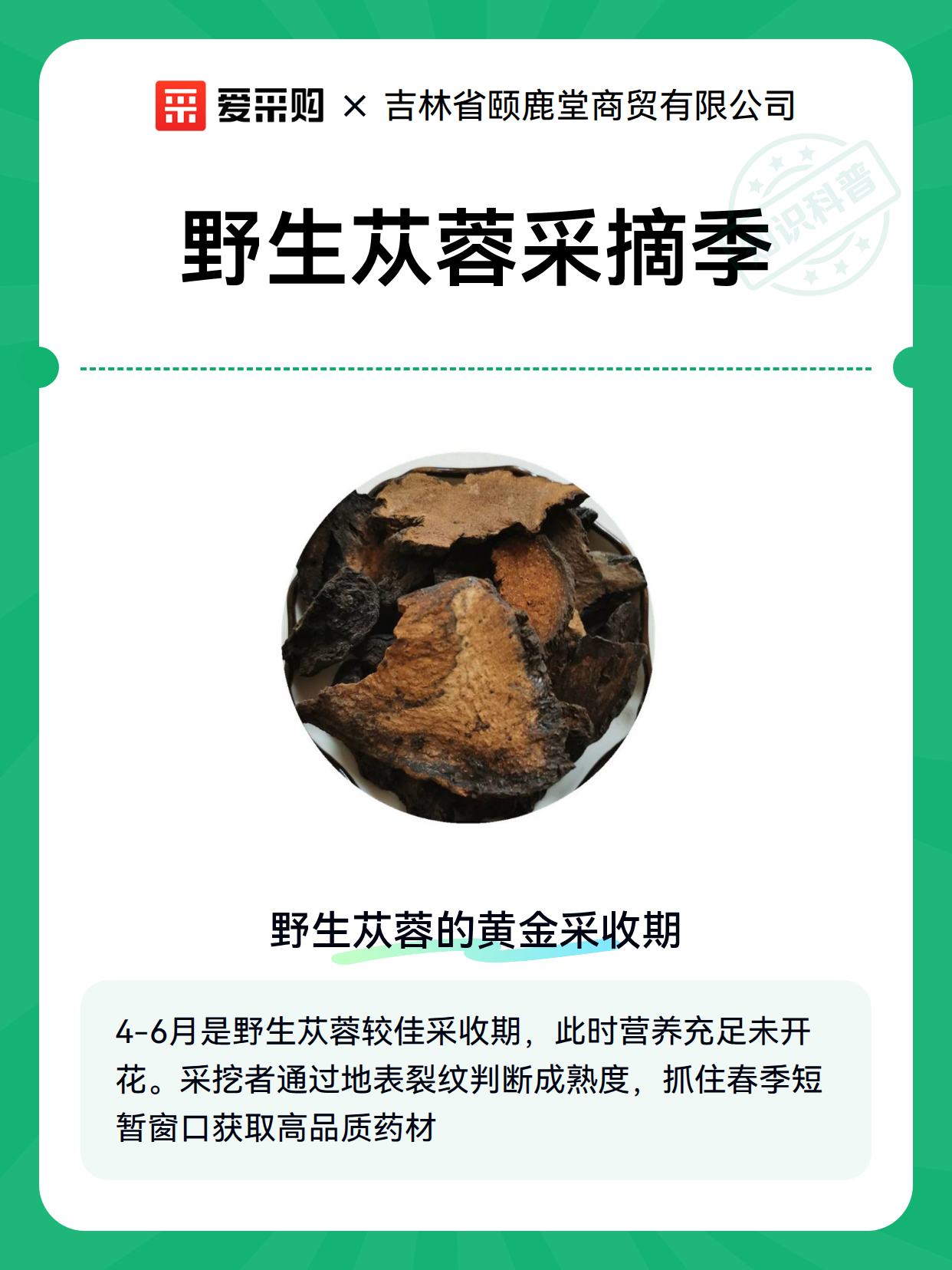 野生苁蓉采摘季（图2）