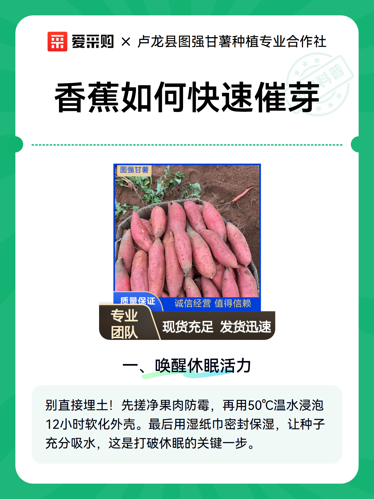 香蕉如何快速催芽（图2）