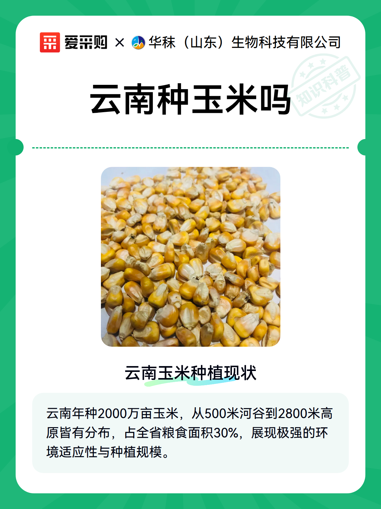云南种玉米吗（图2）