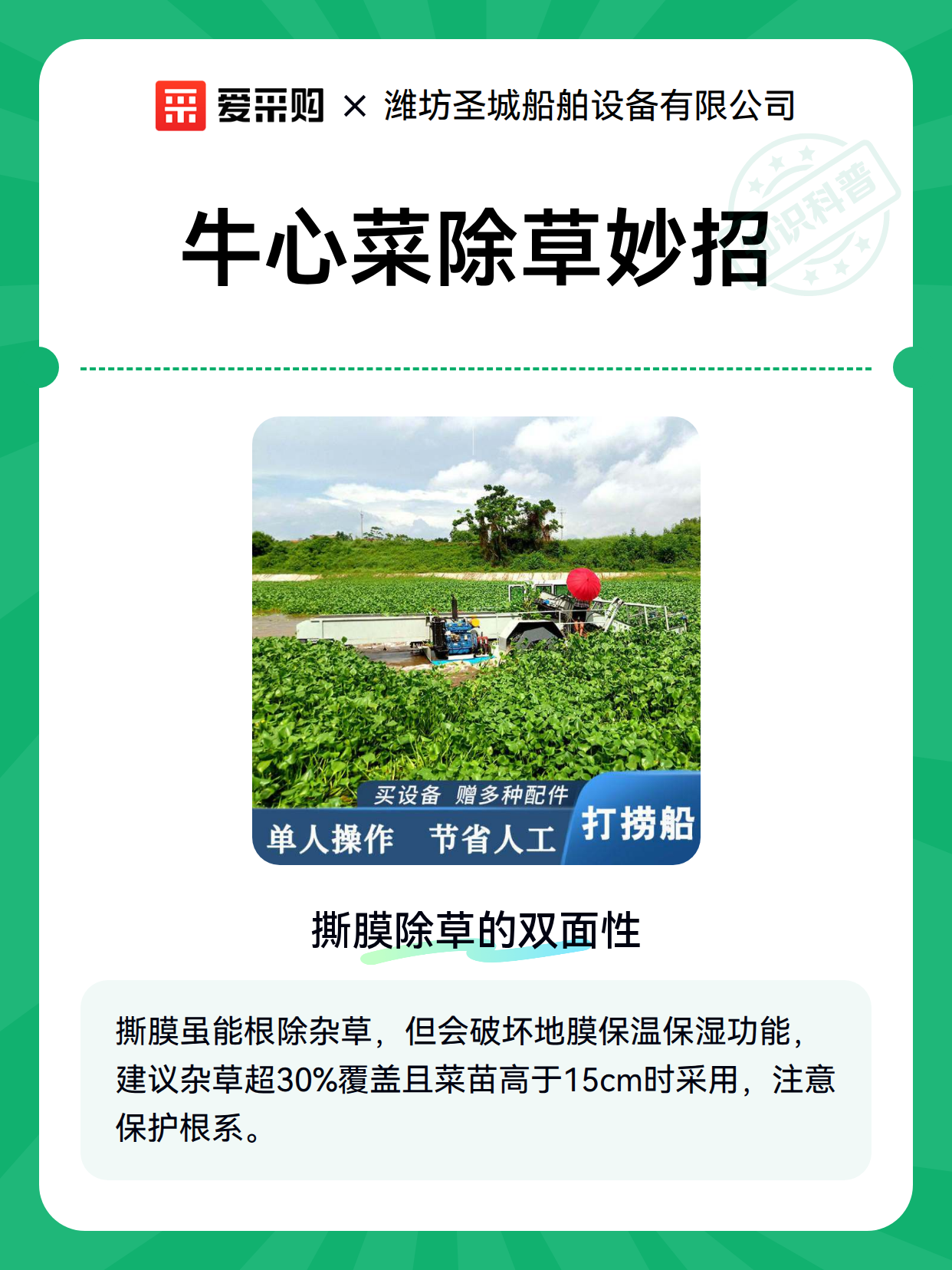 牛心菜除草妙招（图1）