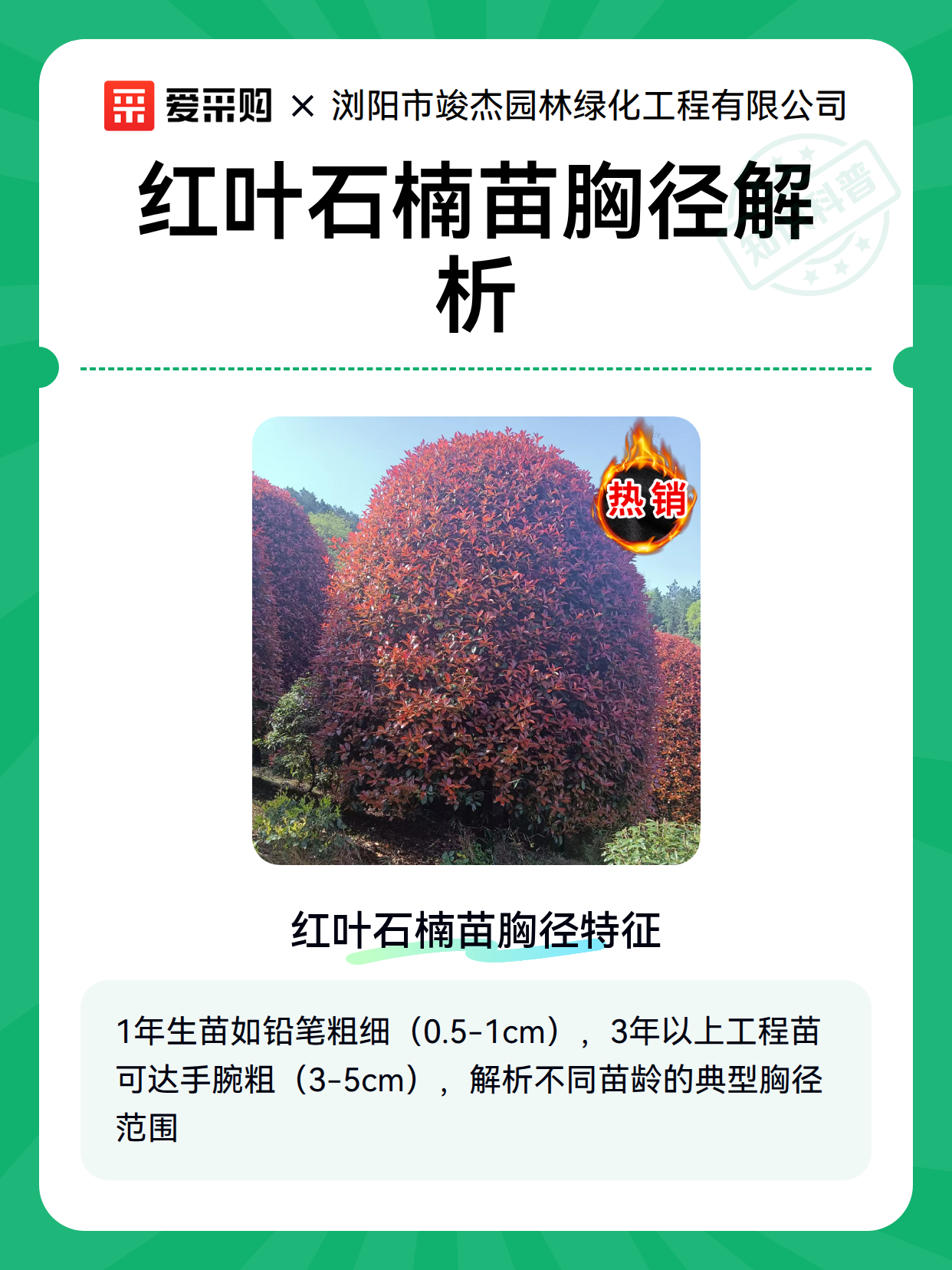 红叶石楠苗胸径解析（图2）