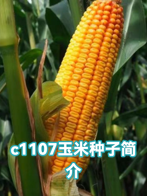 c1107玉米种子简介（图1）