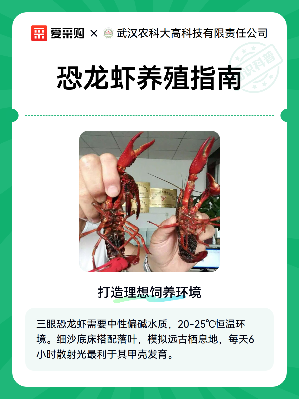 恐龙虾养殖指南（图2）