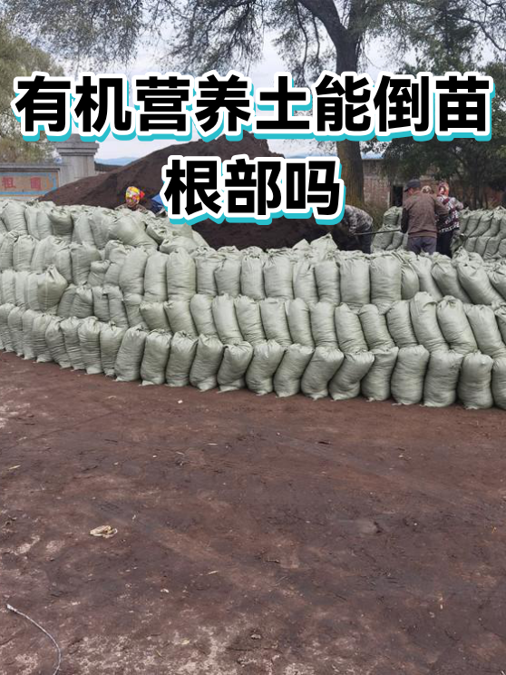 有机营养土能倒苗根部吗（图1）