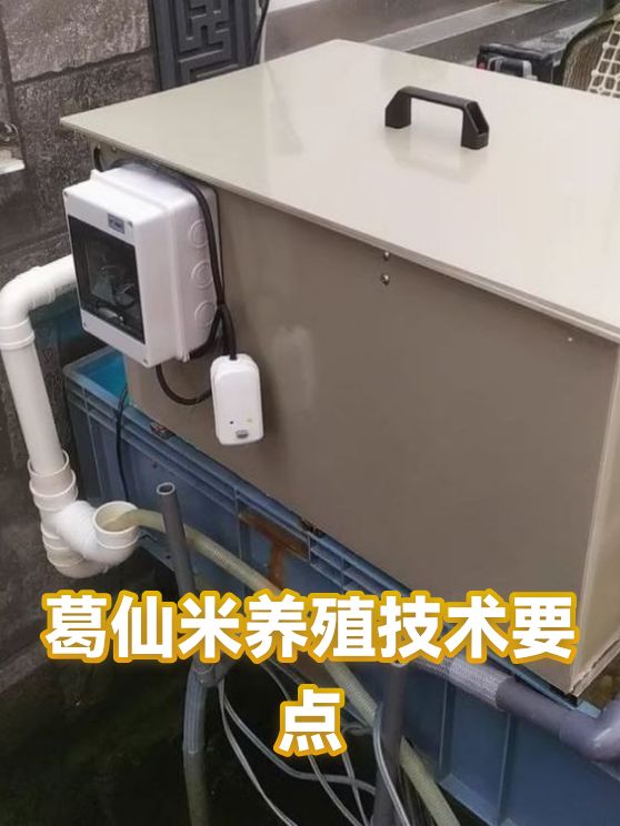 葛仙米养殖技术要点（图1）