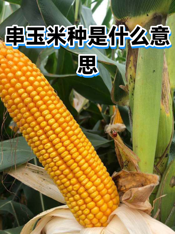 串玉米种是什么意思（图1）