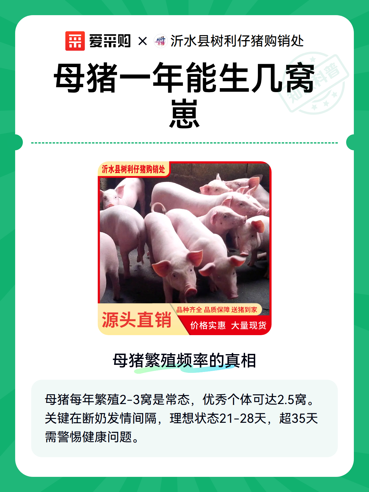 母猪一年能生几窝崽（图2）