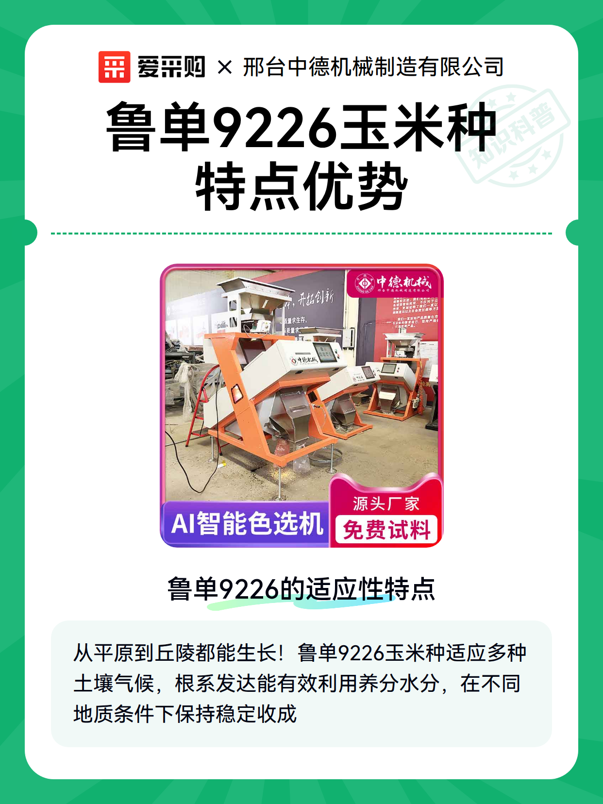 鲁单9226玉米种特点优势（图2）