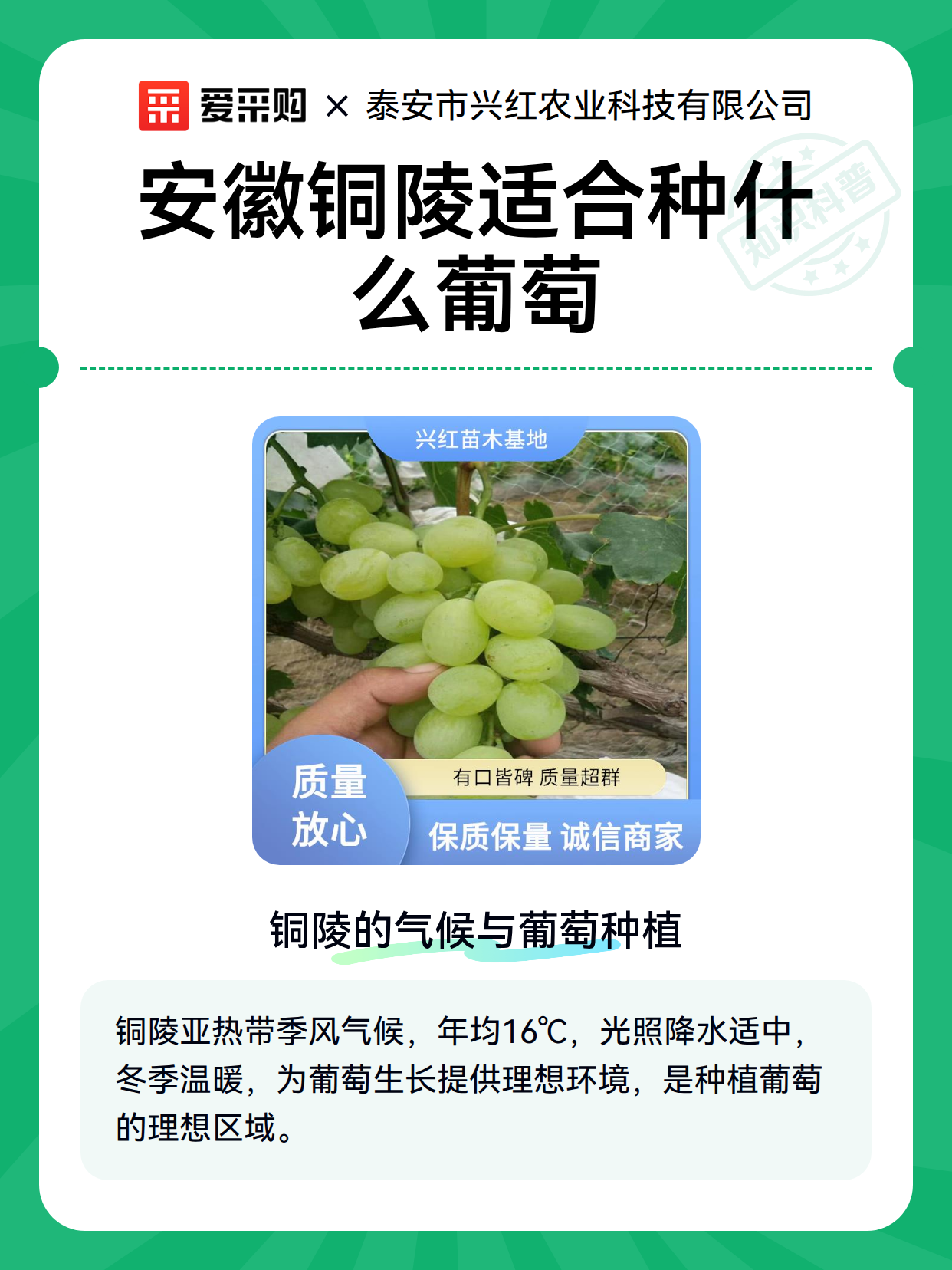 安徽铜陵适合种什么葡萄（图1）