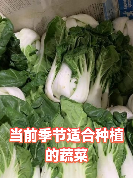 当前季节适合种植的蔬菜（图1）