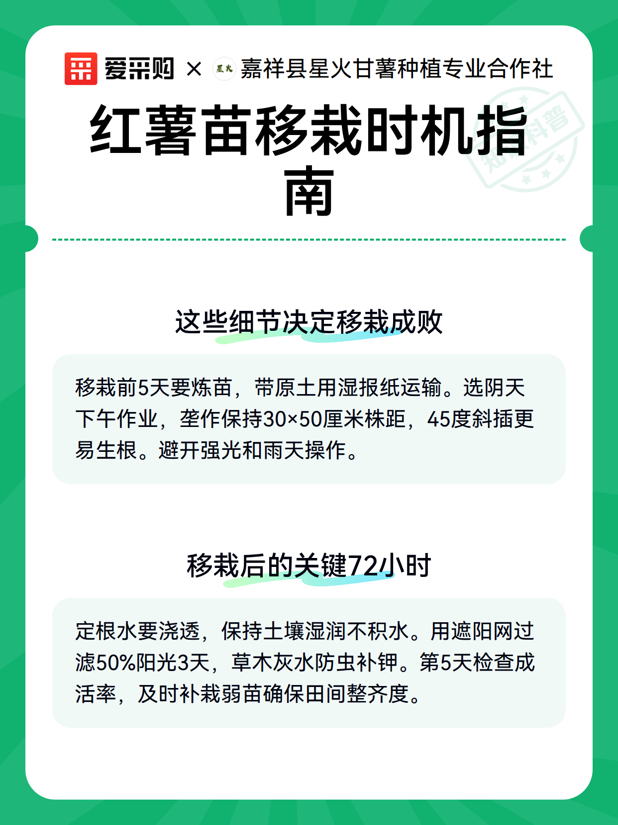 红薯苗移栽时机指南（图3）