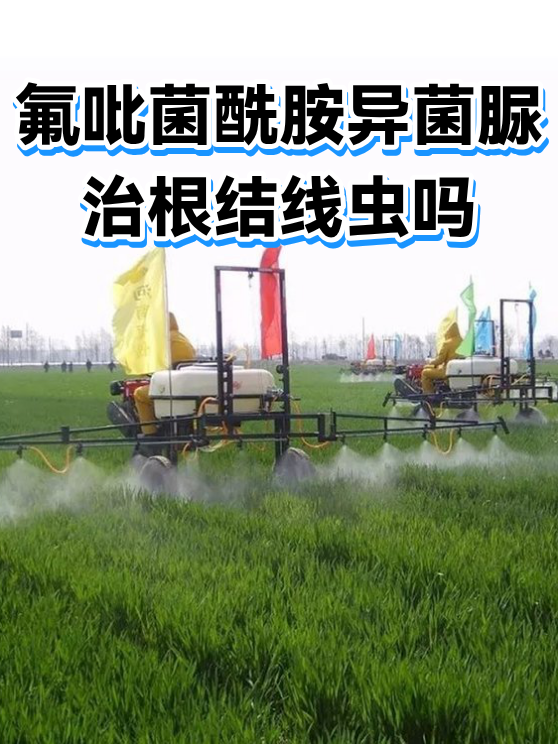 氟吡菌酰胺异菌脲治根结线虫吗（图1）