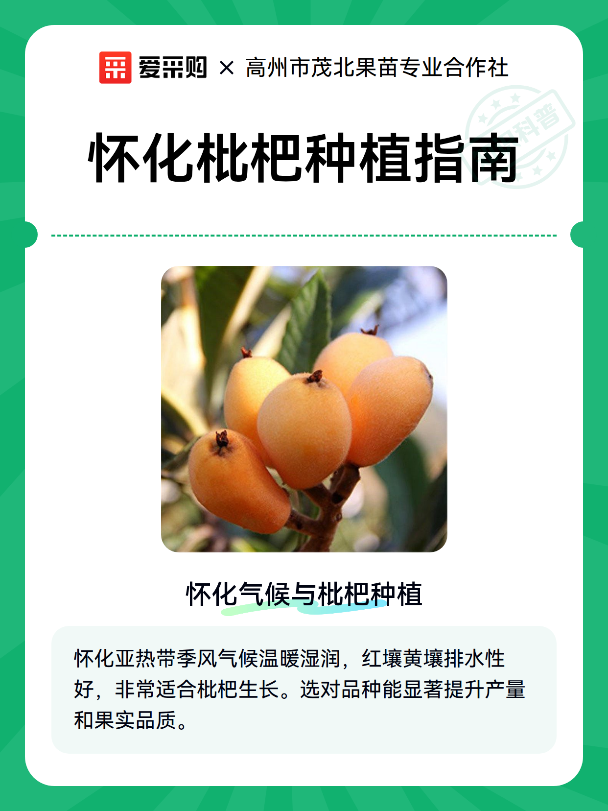 怀化枇杷种植指南（图2）