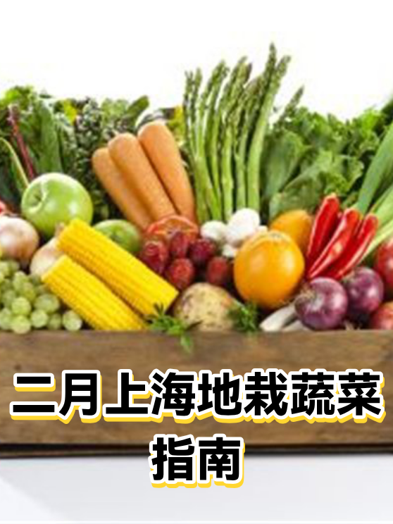 二月上海地栽蔬菜指南（图1）