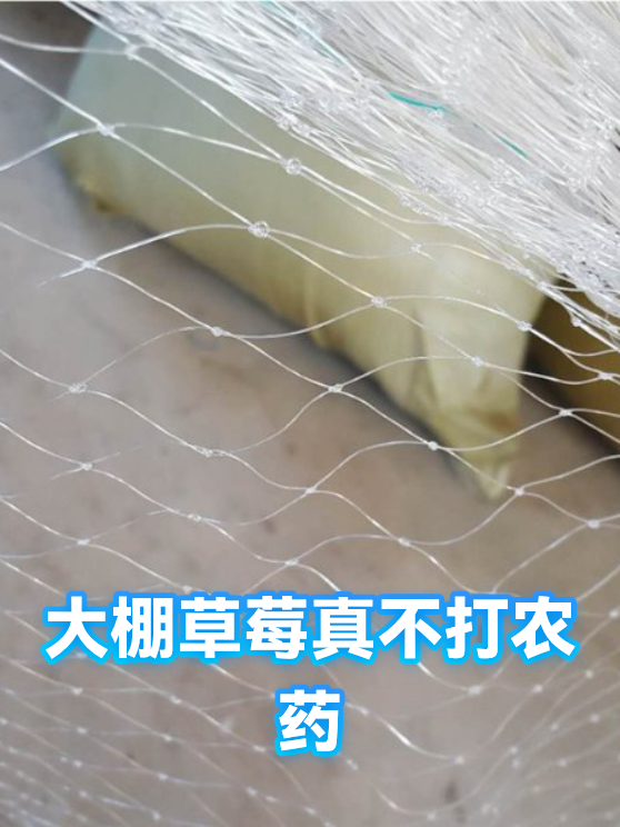 大棚草莓真不打农药（图1）