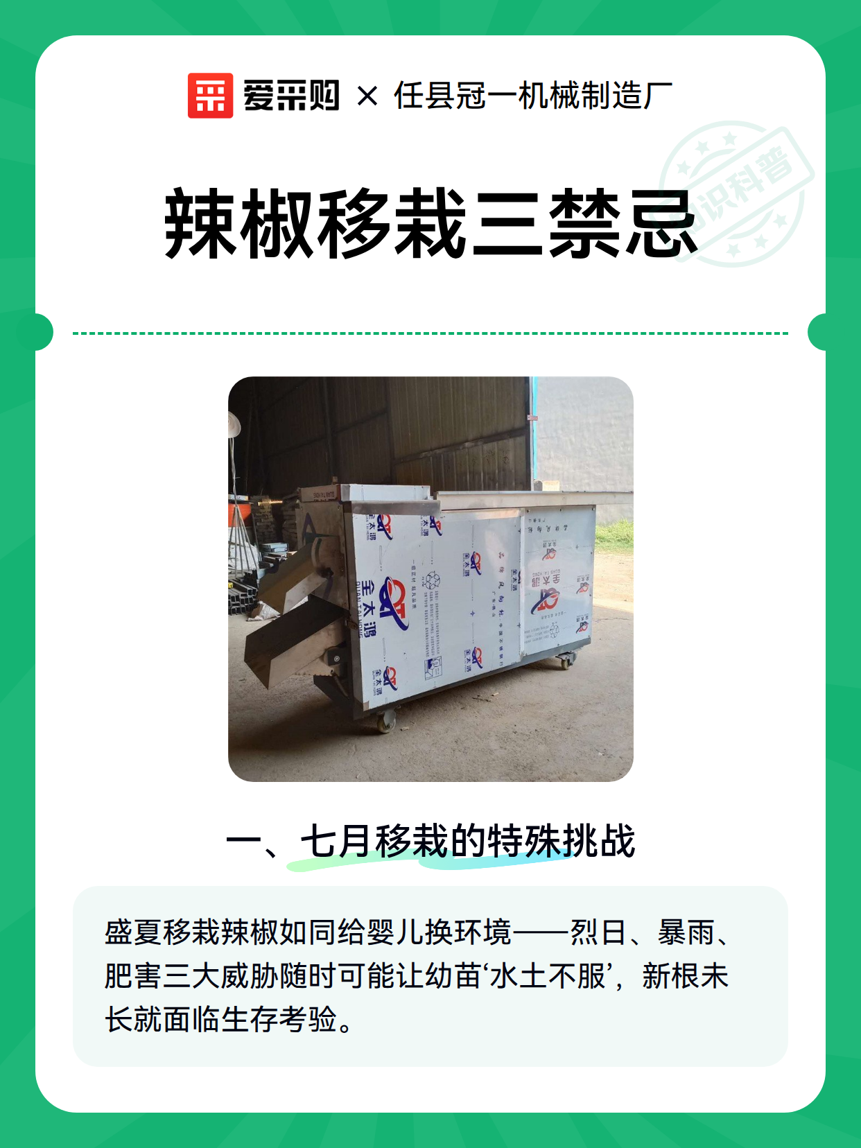 辣椒移栽三禁忌（图1）