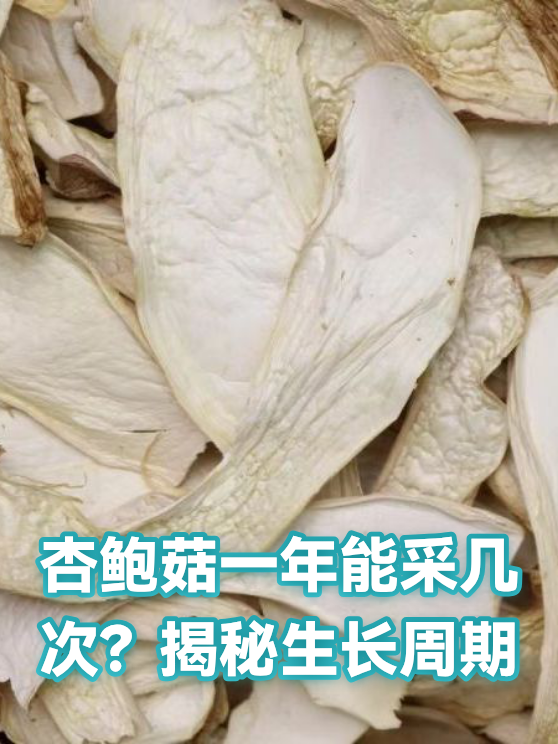 杏鲍菇一年能采几次？揭秘生长周期（图1）