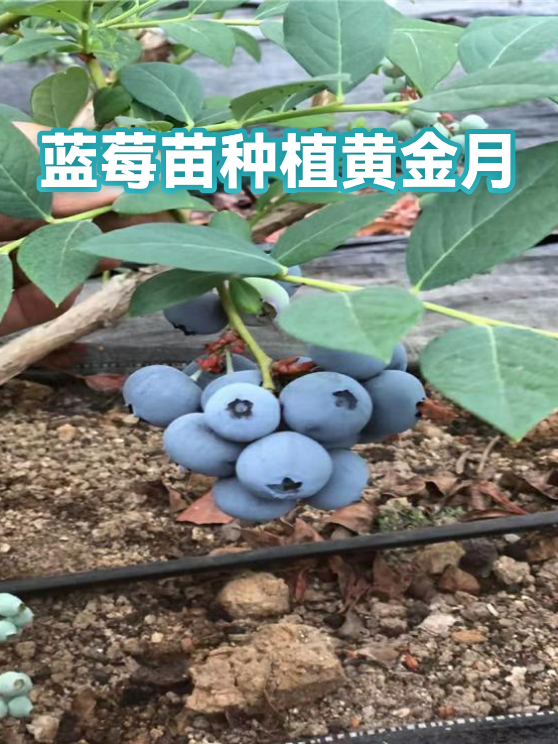 蓝莓苗种植黄金月（图1）