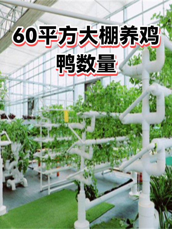 60平方大棚养鸡鸭数量（图1）