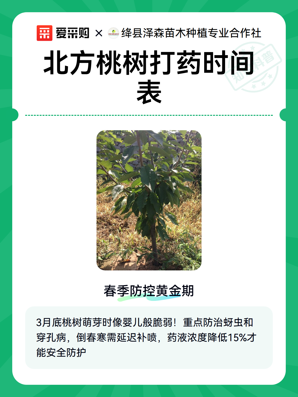 北方桃树打药时间表（图2）