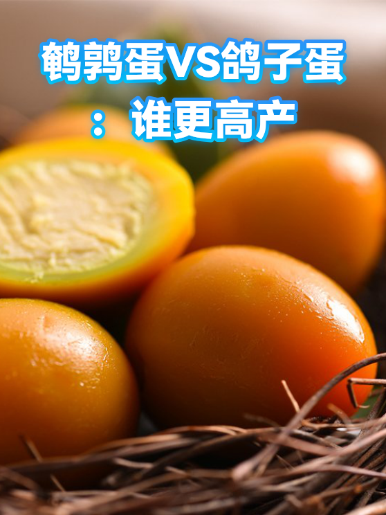 鹌鹑蛋VS鸽子蛋：谁更高产（图1）