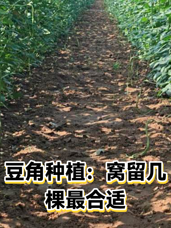 豆角种植：窝留几棵最合适（图1）