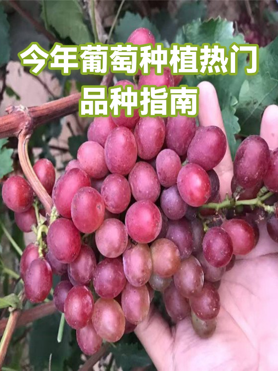 今年葡萄种植热门品种指南（图1）