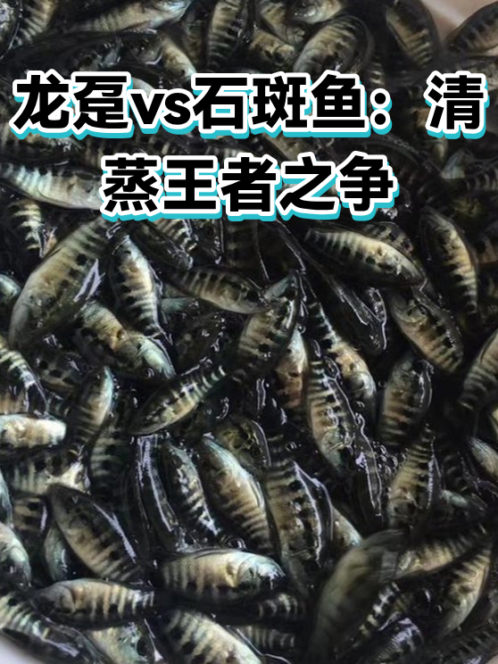 龙趸vs石斑鱼：清蒸王者之争（图1）