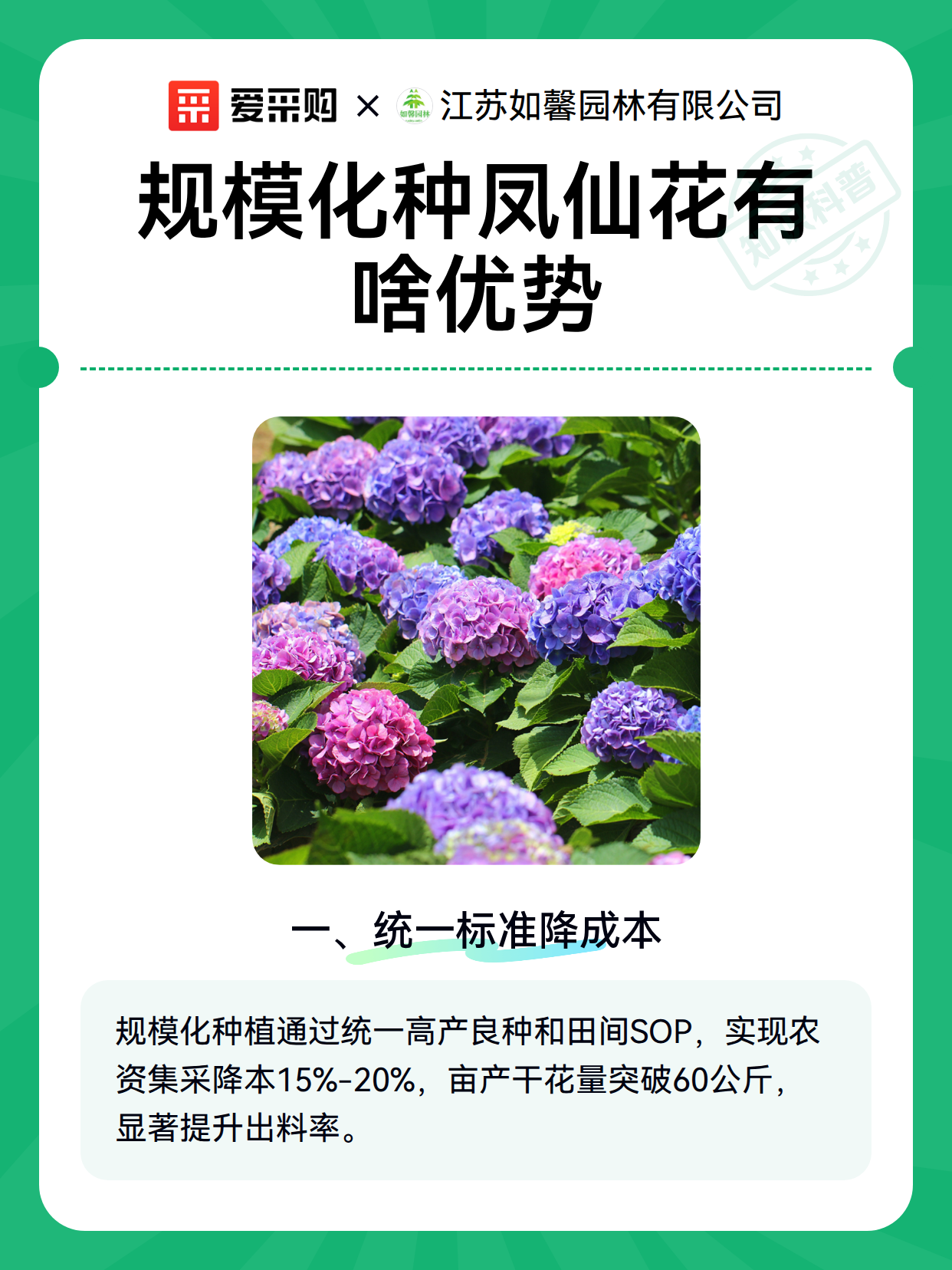 规模化种凤仙花有啥优势（图2）