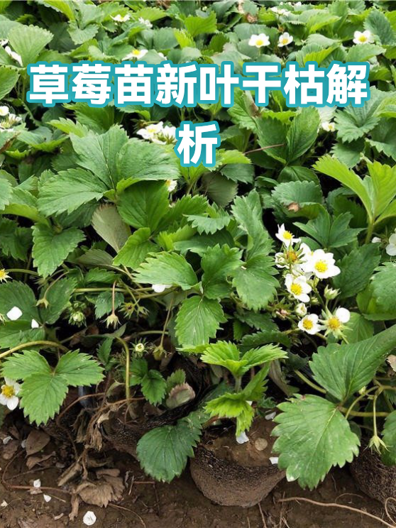 草莓苗新叶干枯解析（图1）