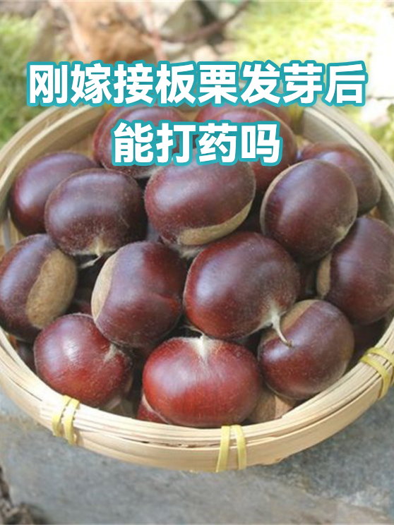 刚嫁接板栗发芽后能打药吗（图1）