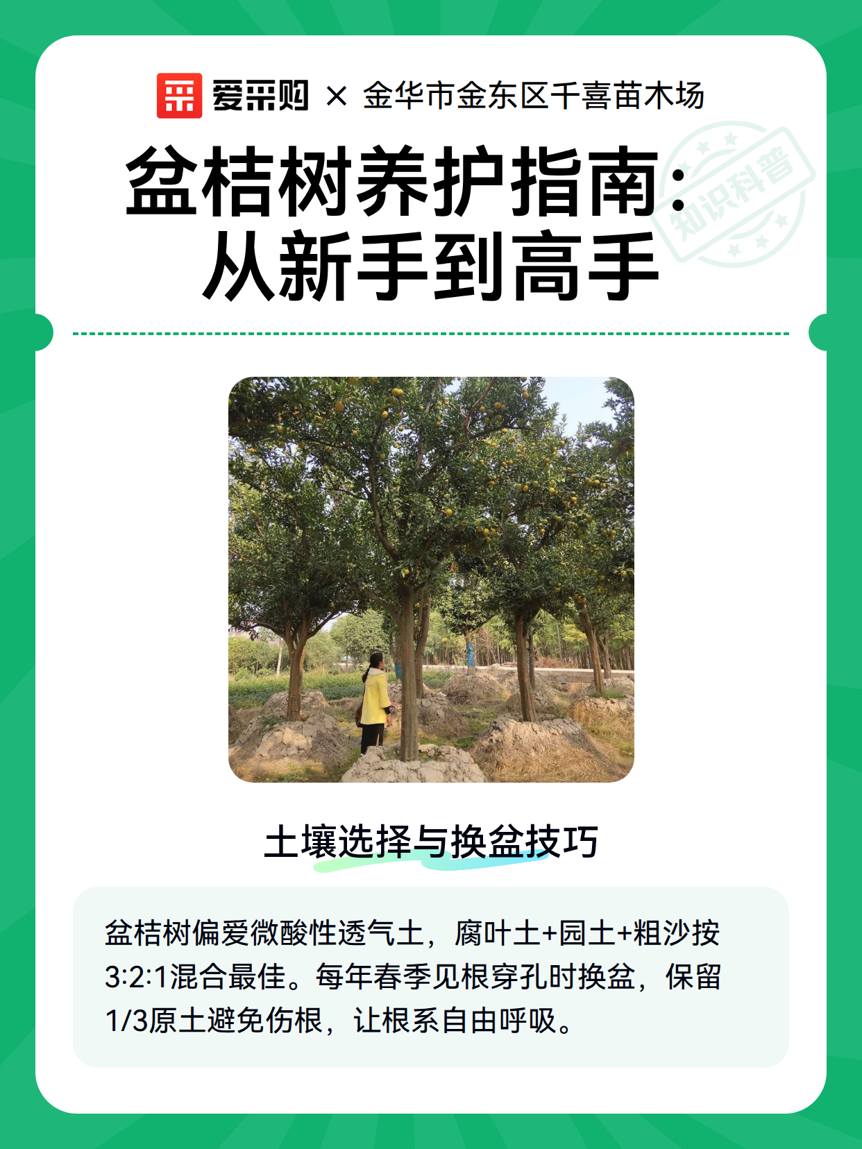 盆桔树养护指南：从新手到高手（图2）