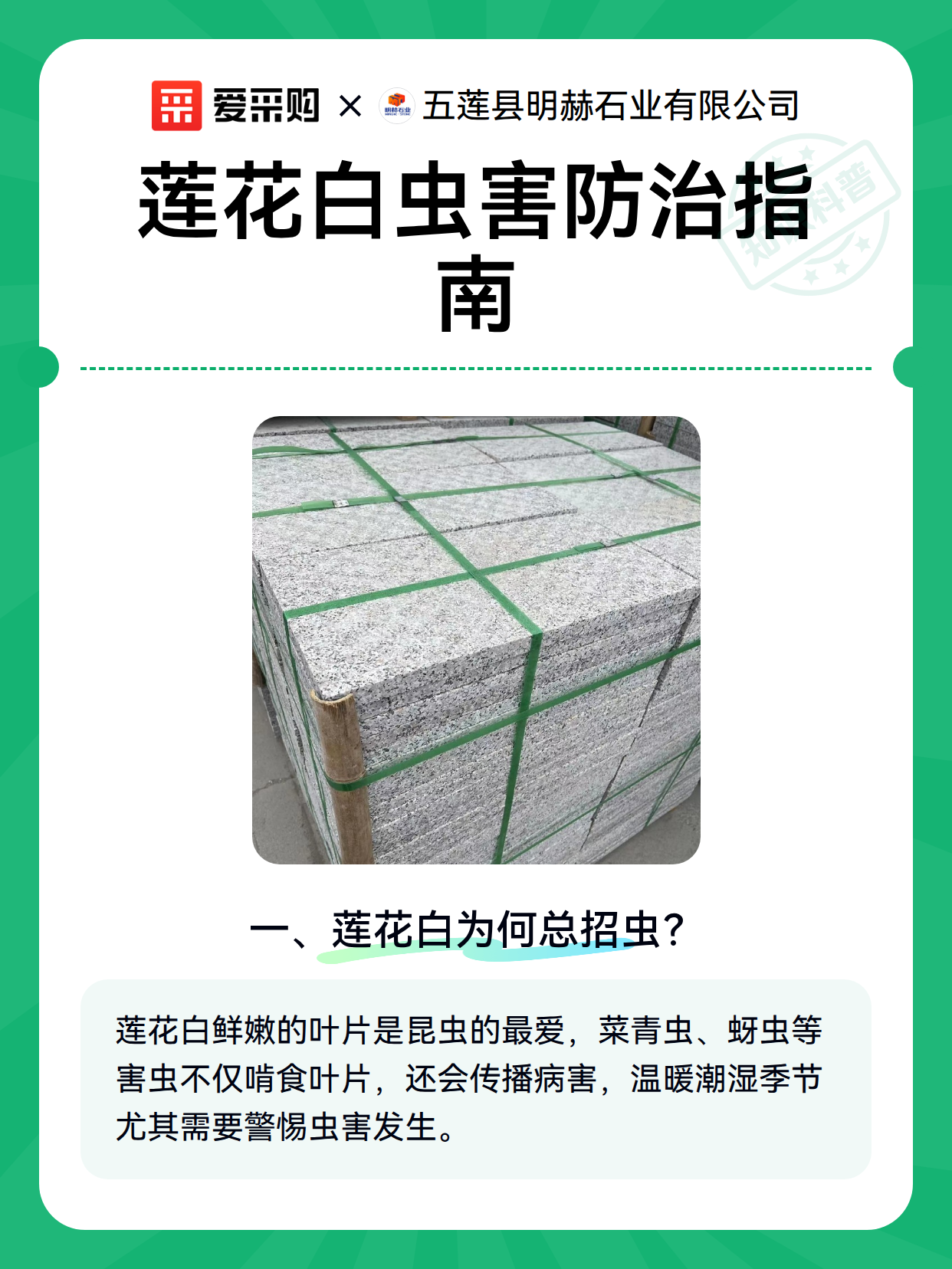 莲花白虫害防治指南（图1）