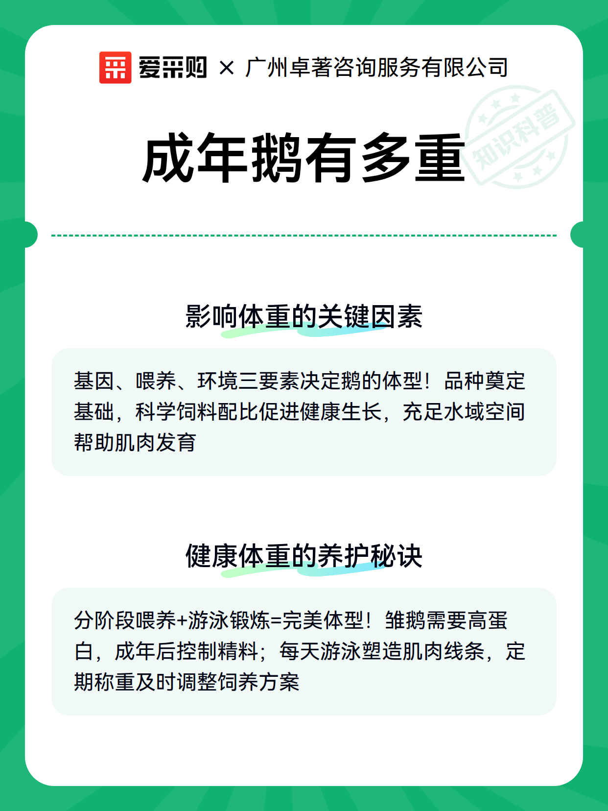 成年鹅有多重（图2）
