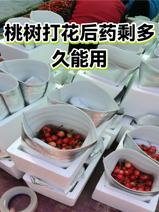 桃树打花后药剩多久能用（图1）