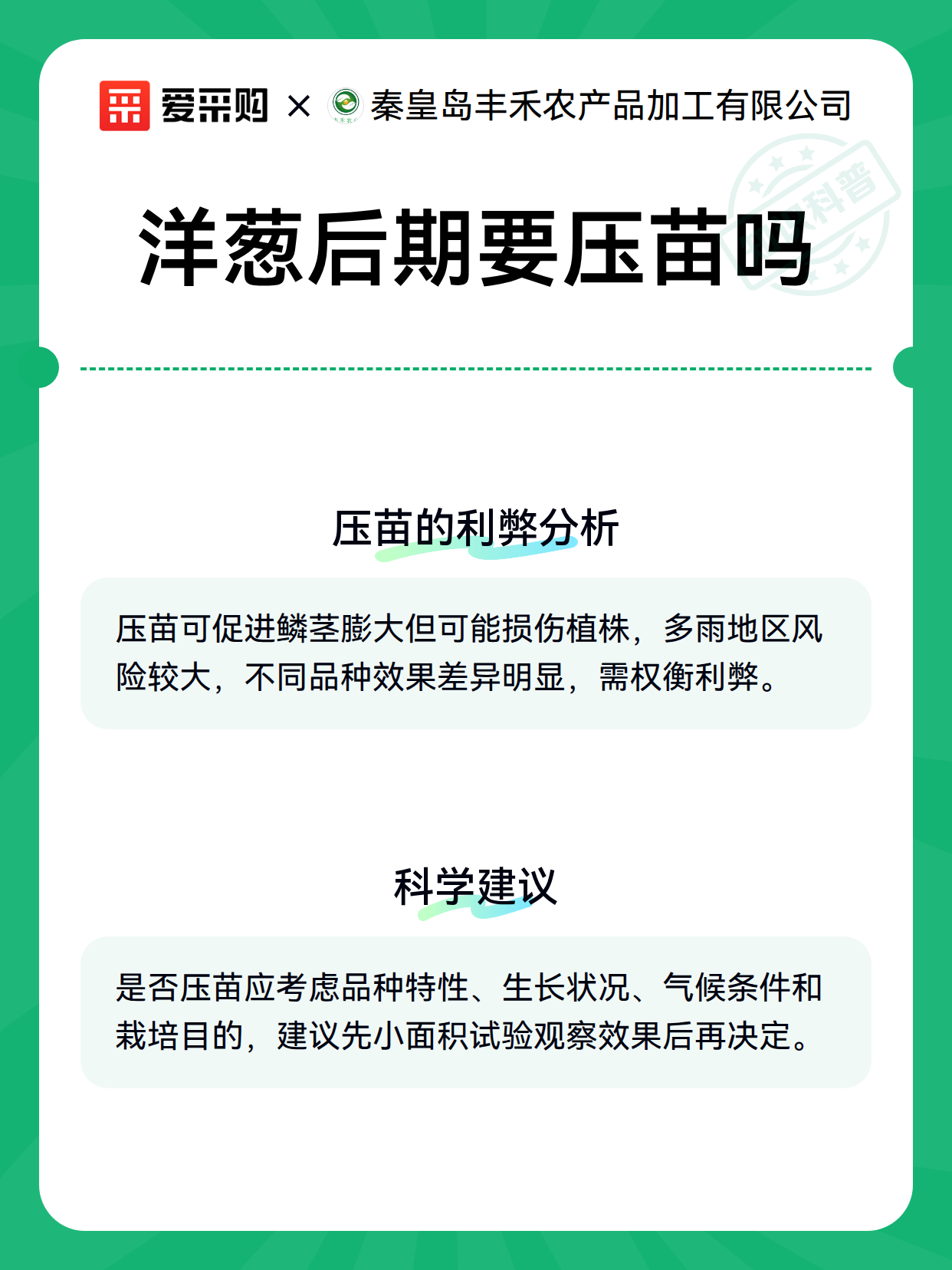 洋葱后期要压苗吗（图3）