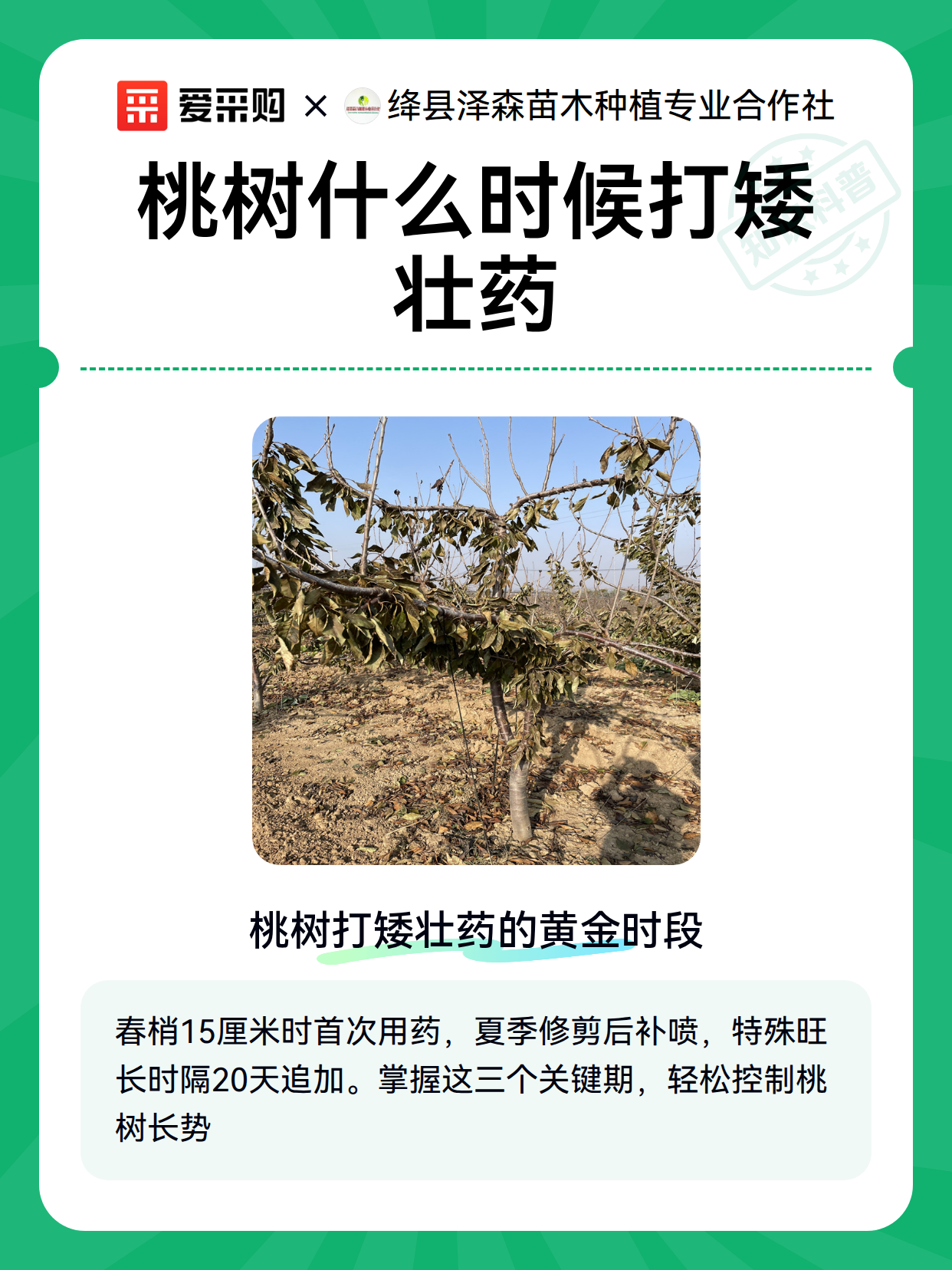 桃树什么时候打矮壮药（图1）