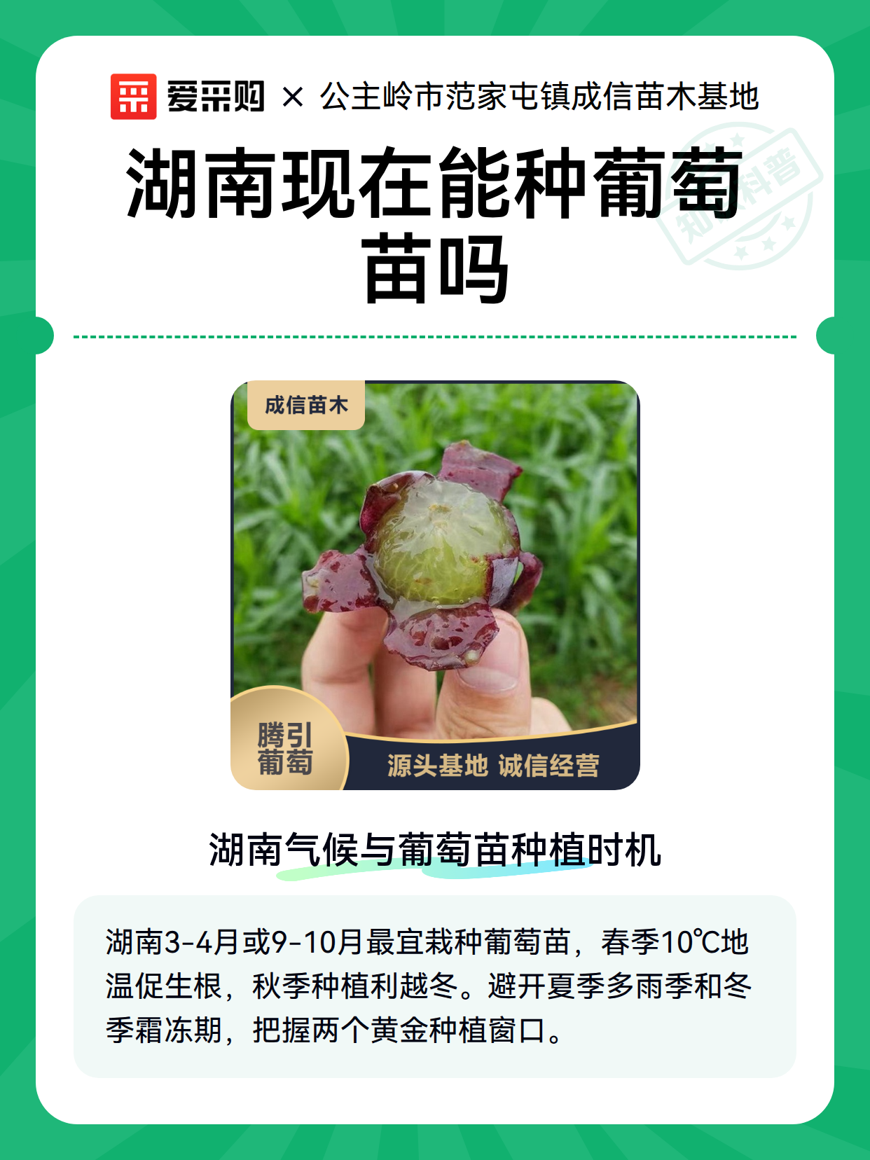 湖南现在能种葡萄苗吗（图2）