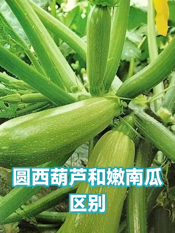 圆西葫芦和嫩南瓜区别（图1）