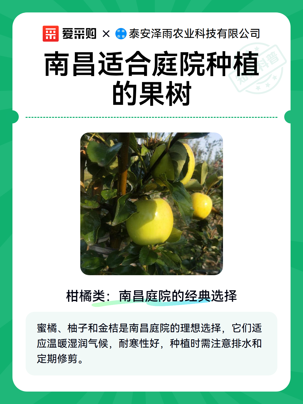 南昌适合庭院种植的果树（图2）