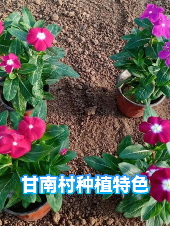 甘南村种植特色（图1）