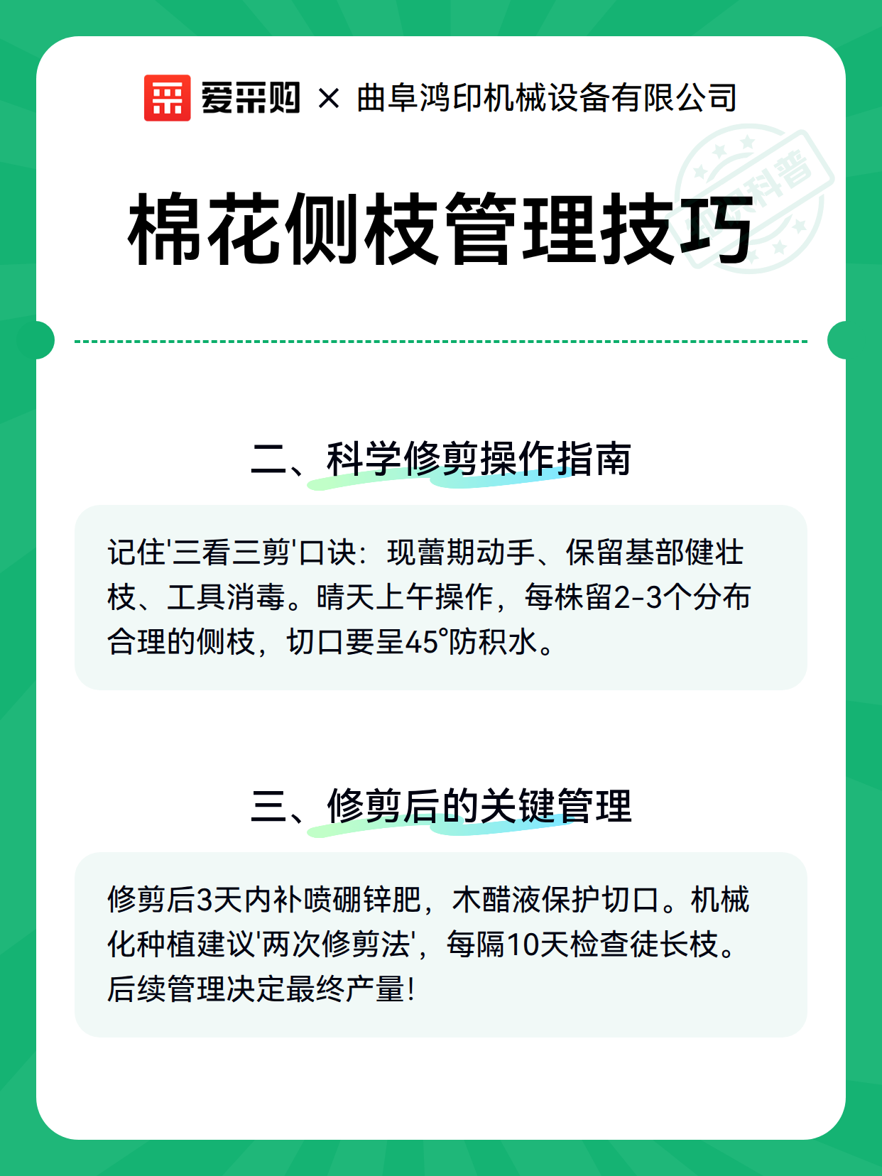 棉花侧枝管理技巧（图2）