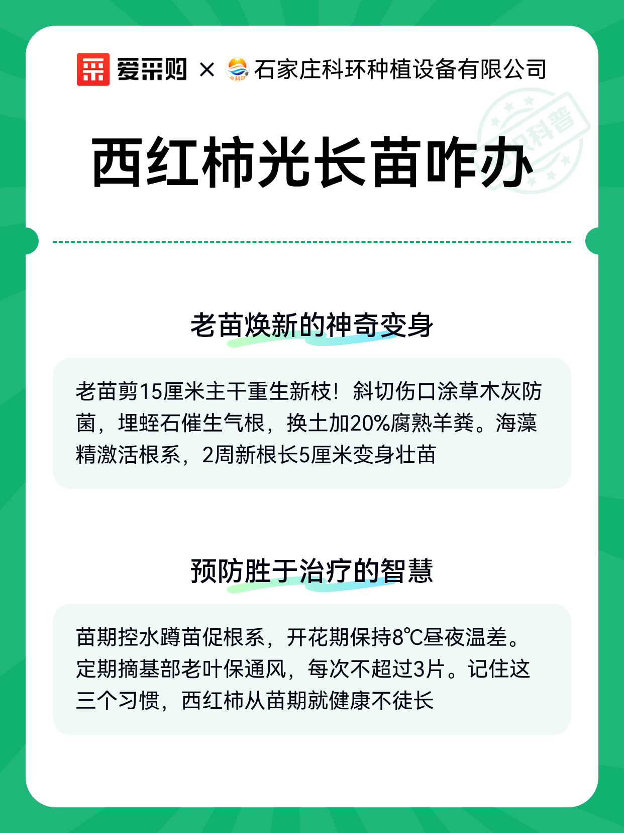 西红柿光长苗咋办（图2）