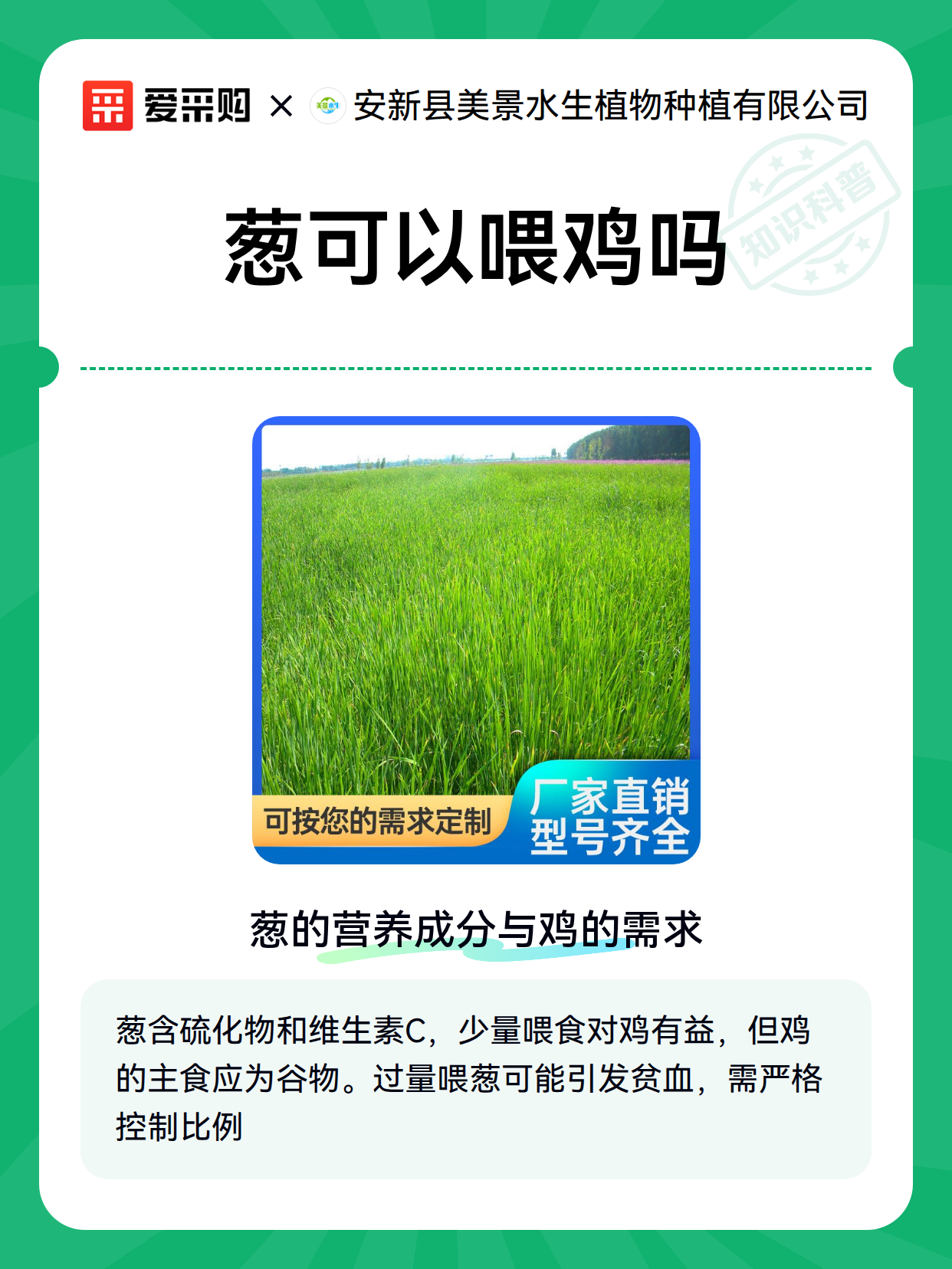 葱可以喂鸡吗（图2）