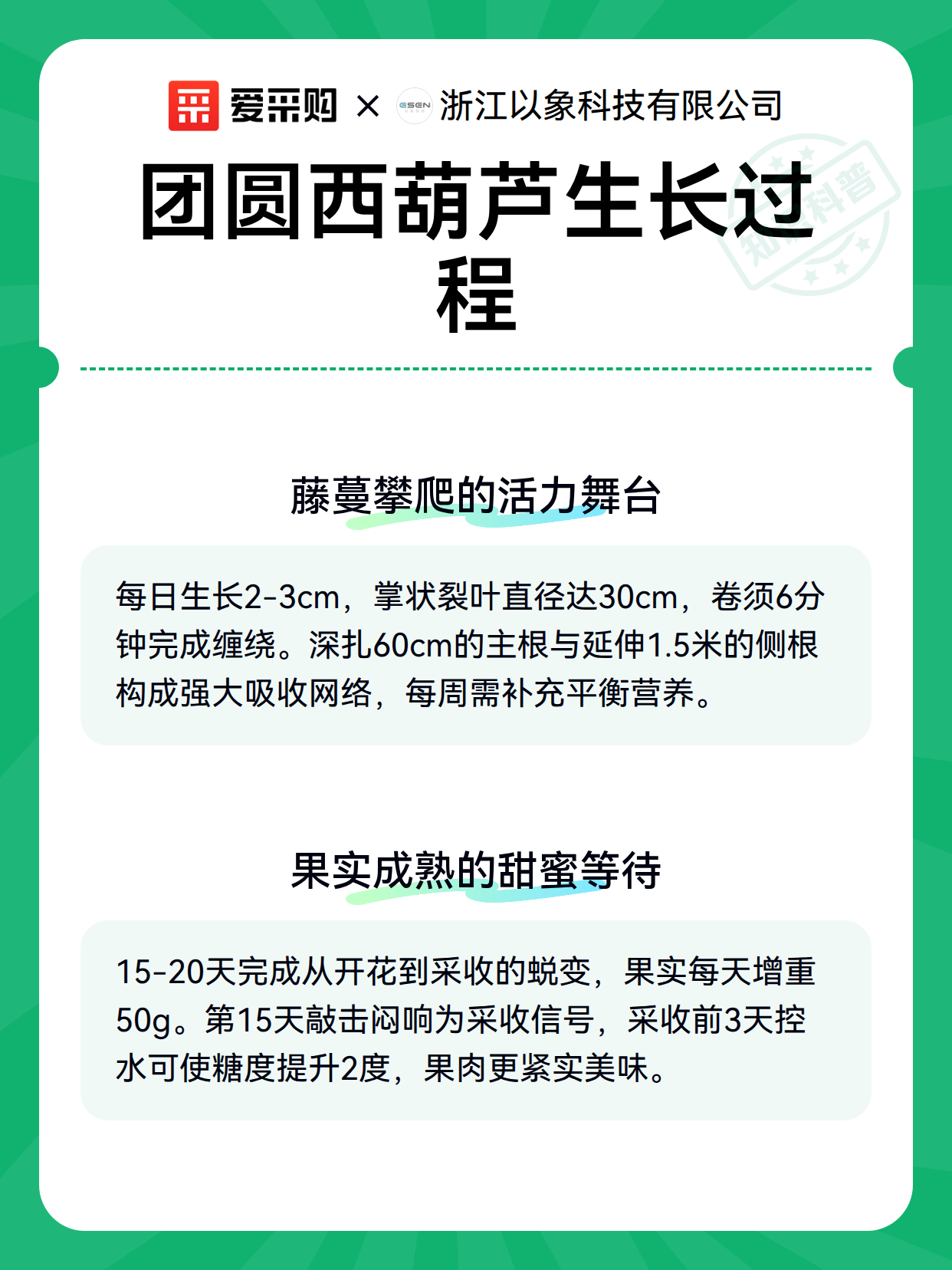 团圆西葫芦生长过程（图3）