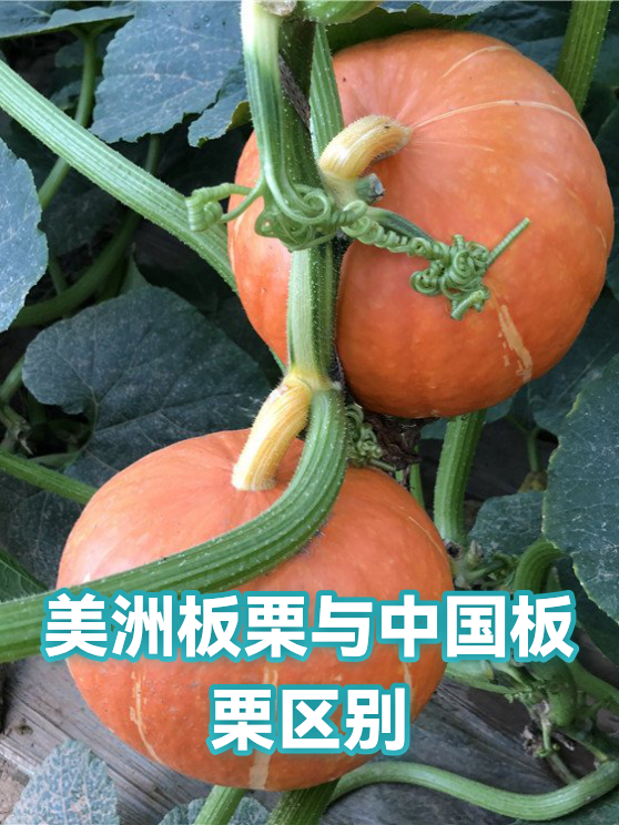美洲板栗与中国板栗区别（图1）
